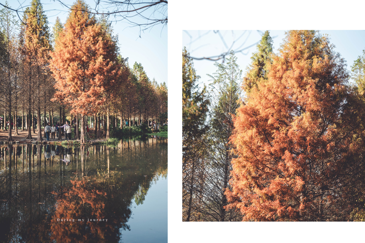 《桃園大溪》月眉人工濕地生態公園  像走進水彩畫裡的湖畔落羽松、冬季限定的最美景點