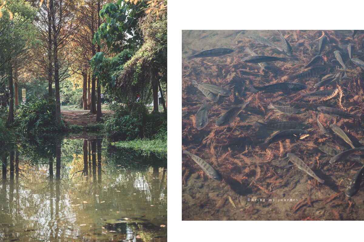 《桃園大溪》月眉人工濕地生態公園  像走進水彩畫裡的湖畔落羽松、冬季限定的最美景點