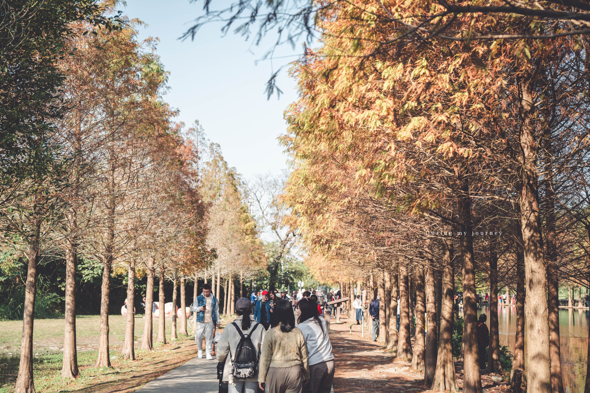 《桃園大溪》月眉人工濕地生態公園  像走進水彩畫裡的湖畔落羽松、冬季限定的最美景點