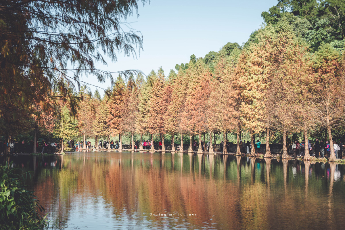 《桃園大溪》月眉人工濕地生態公園  像走進水彩畫裡的湖畔落羽松、冬季限定的最美景點