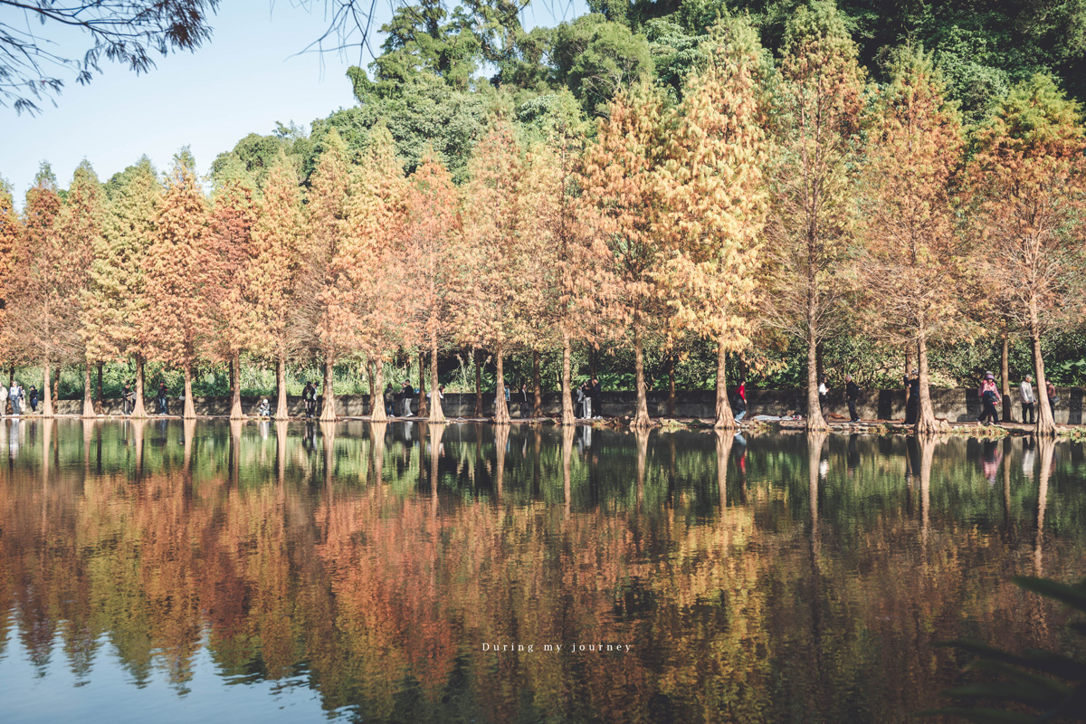 《桃園大溪》月眉人工濕地生態公園  像走進水彩畫裡的湖畔落羽松、冬季限定的最美景點