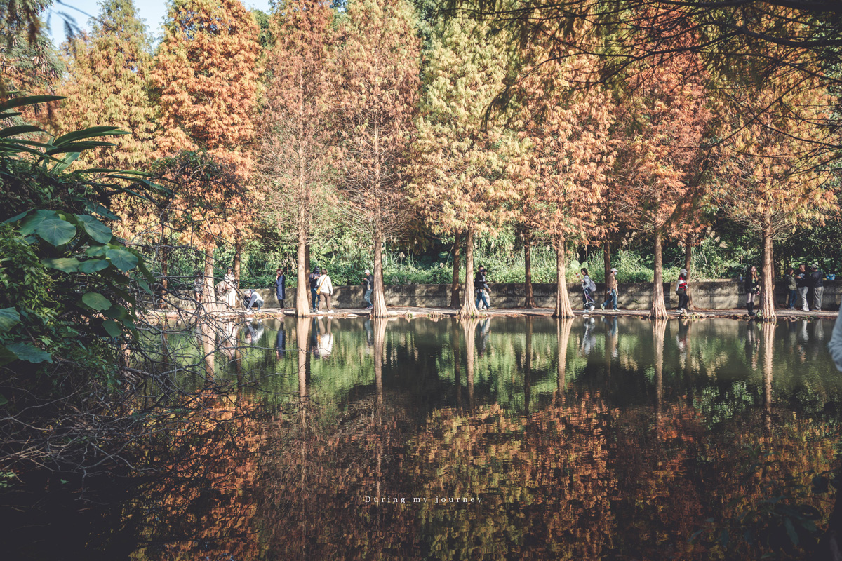 《桃園大溪》月眉人工濕地生態公園  像走進水彩畫裡的湖畔落羽松、冬季限定的最美景點