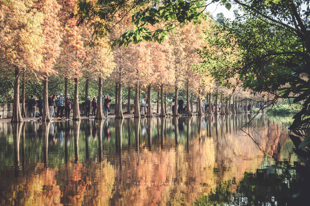 《桃園大溪》月眉人工濕地生態公園  像走進水彩畫裡的湖畔落羽松、冬季限定的最美景點