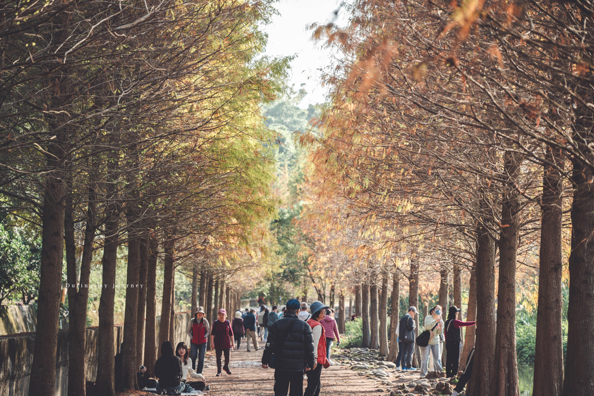 《桃園大溪》月眉人工濕地生態公園  像走進水彩畫裡的湖畔落羽松、冬季限定的最美景點