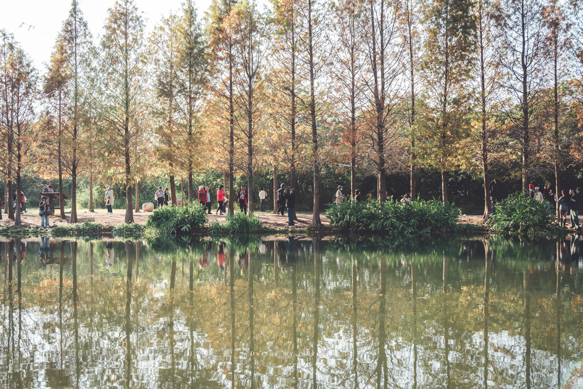 《桃園大溪》月眉人工濕地生態公園  像走進水彩畫裡的湖畔落羽松、冬季限定的最美景點