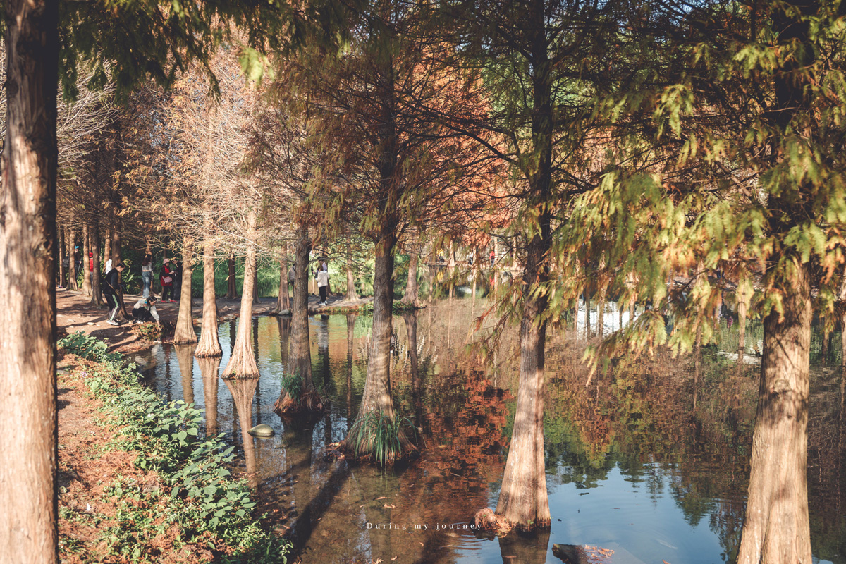 《桃園大溪》月眉人工濕地生態公園  像走進水彩畫裡的湖畔落羽松、冬季限定的最美景點