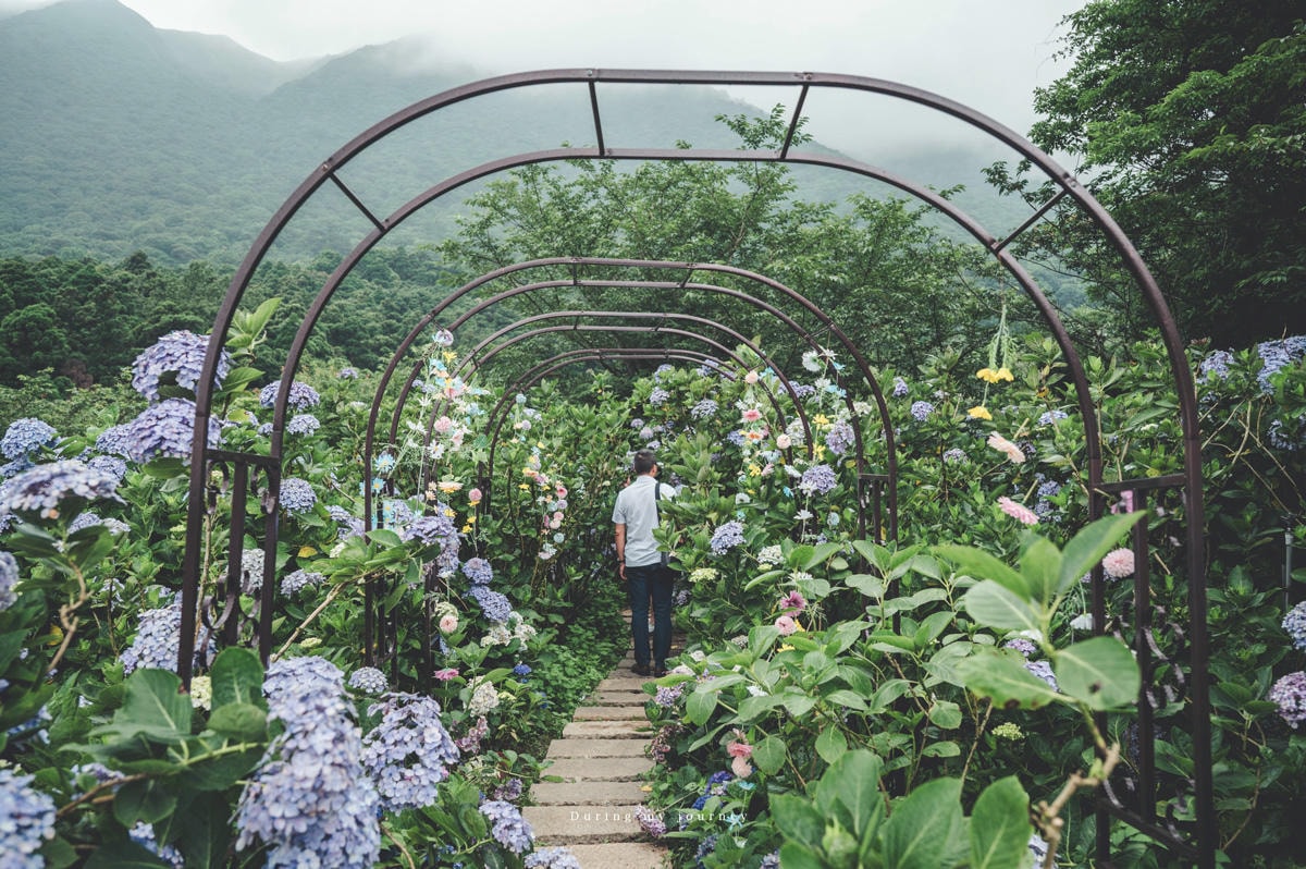 《台北北投》竹子湖花與樹繡球花園 2025陽明山繡球花季、綻放仙氣的繡球花海與山景|06.08花況 - 第22張圖 Dsc 9092