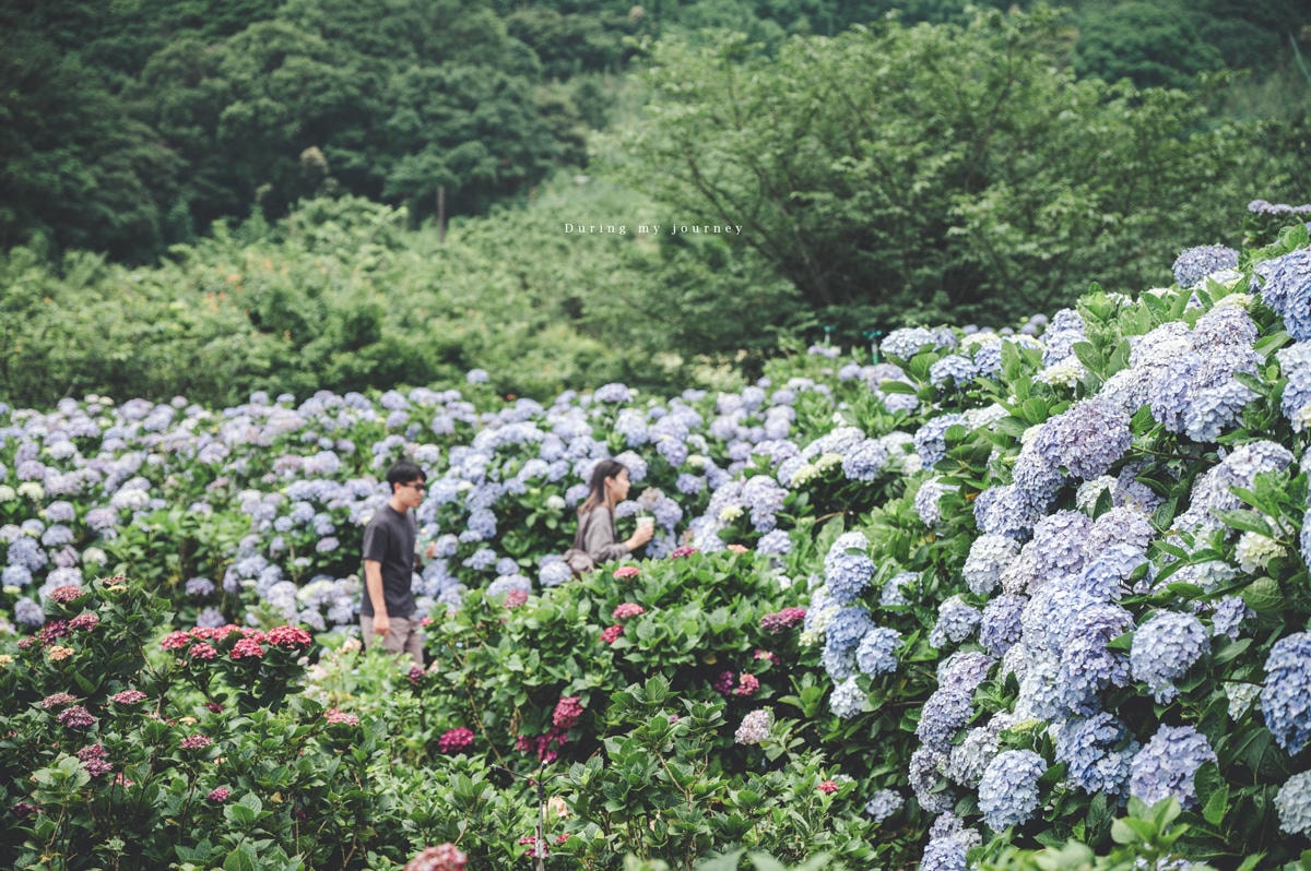 《台北北投》竹子湖花與樹繡球花園 2025陽明山繡球花季、綻放仙氣的繡球花海與山景|06.08花況 - 第20張圖 Dsc 9101