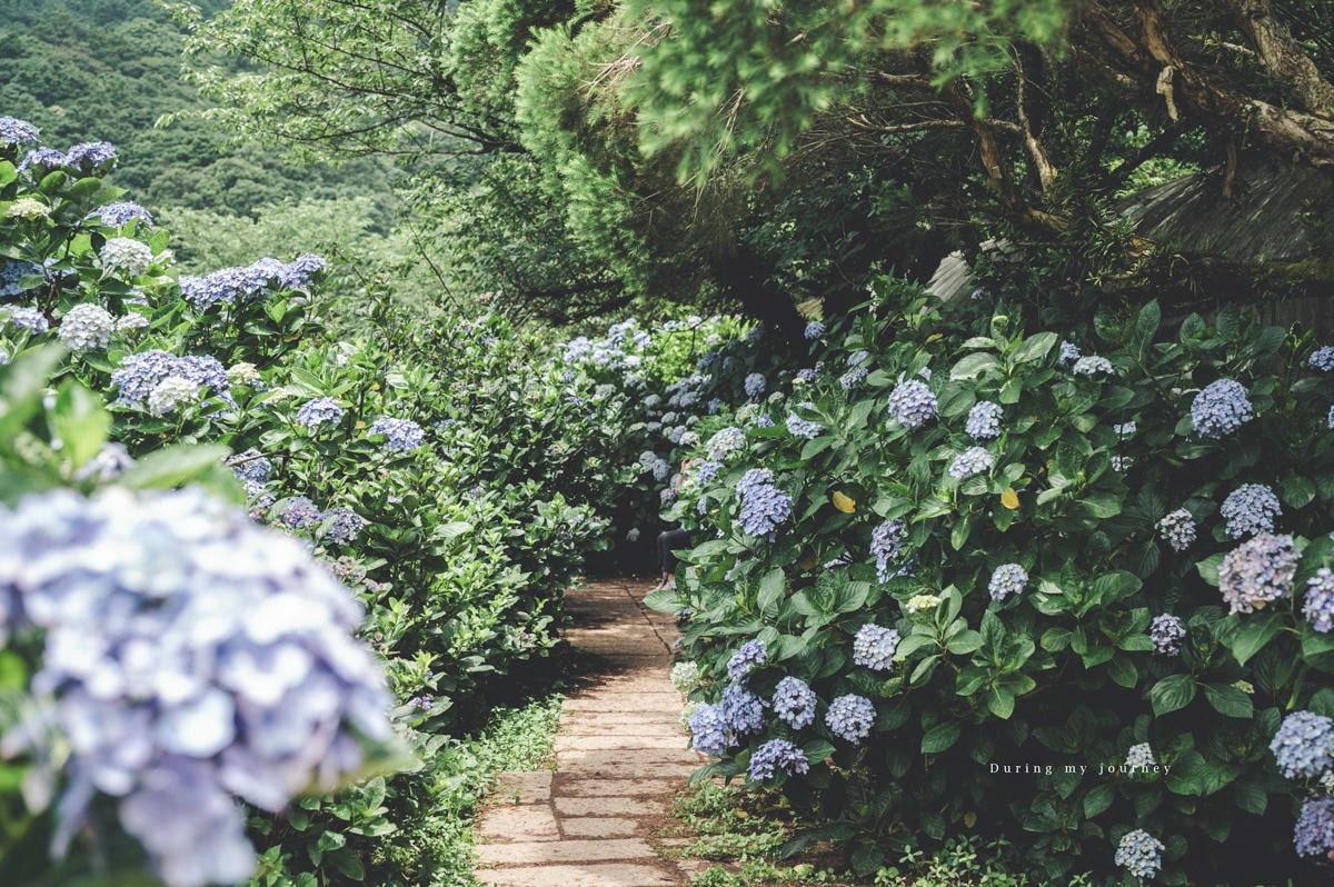 《台北北投》竹子湖花與樹繡球花園 2025陽明山繡球花季、綻放仙氣的繡球花海與山景|06.08花況 - 第2張圖 Dsc 9206