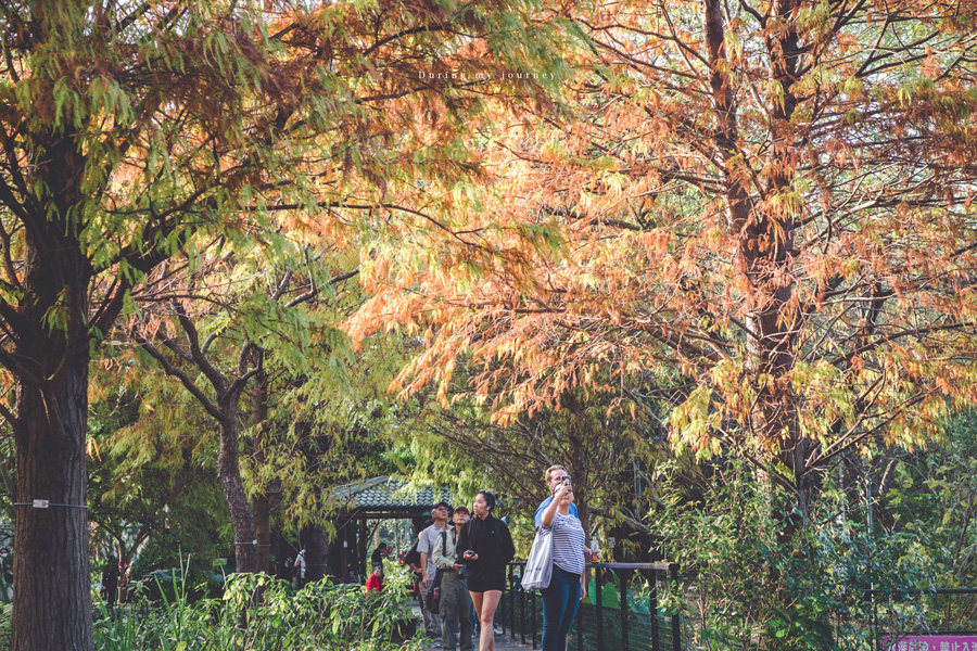 《台北大安》大安森林公園生態池 城市裡的隱藏版落羽松景點、陽光下美到驚豔的紅橙色彩 @我的旅圖中 during my journey