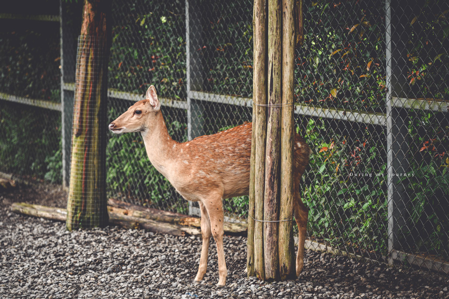 《宜蘭三星》星寶蔥體驗農場 農村裡的療癒系動物樂園、下田採收三星蔥及手作麵包披薩 @我的旅圖中 during my journey