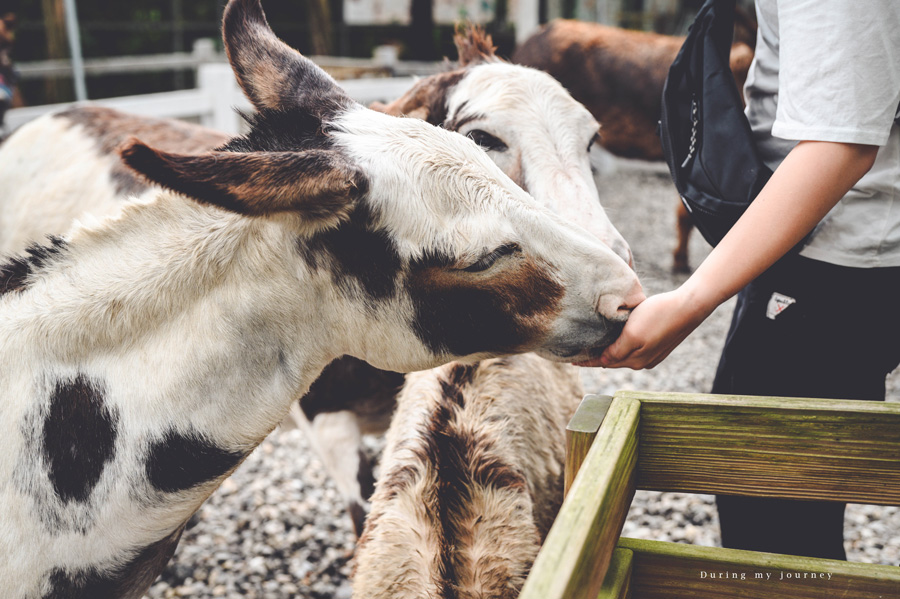 《宜蘭三星》星寶蔥體驗農場 農村裡的療癒系動物樂園、下田採收三星蔥及手作麵包披薩 @我的旅圖中 during my journey