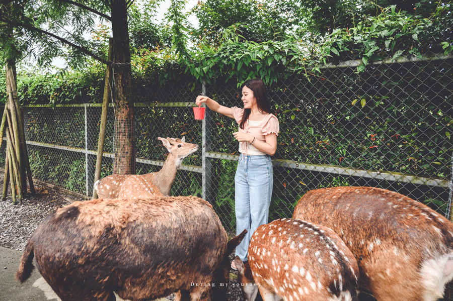 《宜蘭三星》星寶蔥體驗農場 農村裡的療癒系動物樂園、下田採收三星蔥及手作麵包披薩 @我的旅圖中 during my journey