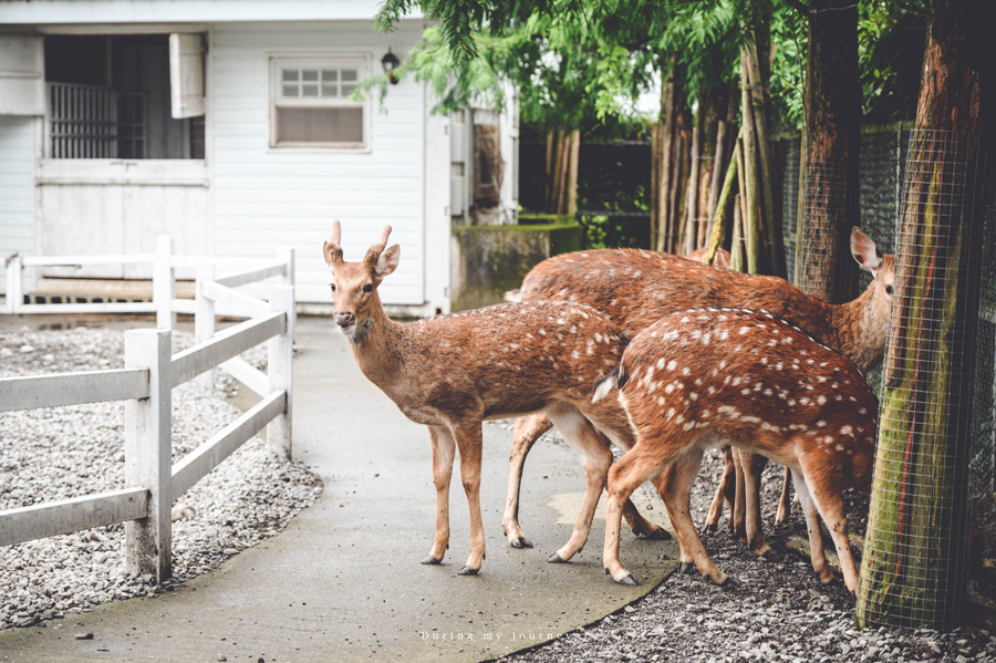 《宜蘭三星》星寶蔥體驗農場 農村裡的療癒系動物樂園、下田採收三星蔥及手作麵包披薩 @我的旅圖中 during my journey