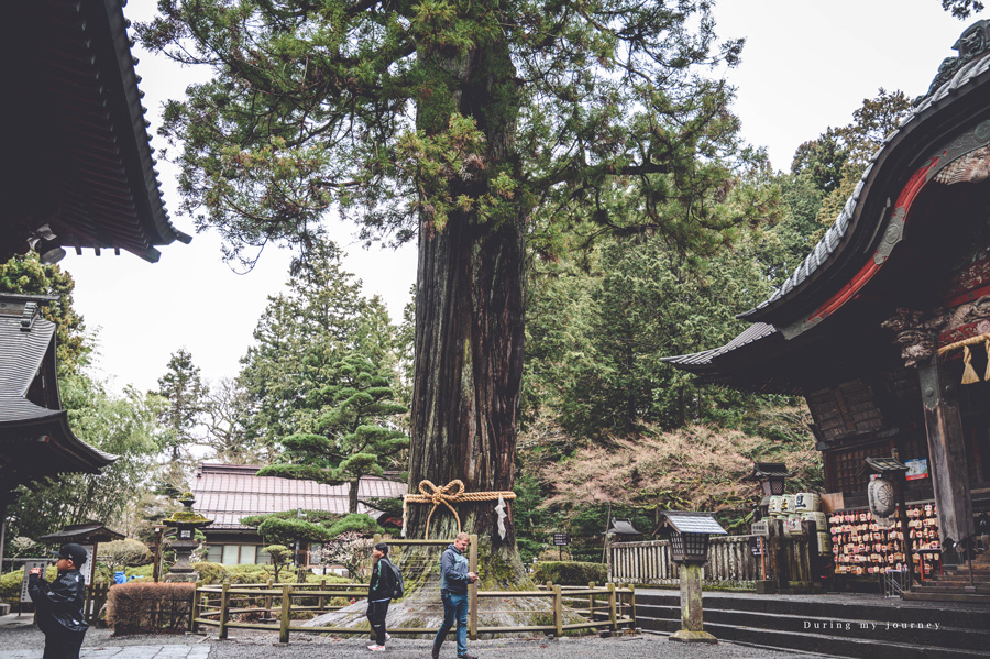 《日本河口湖景點行程推薦》追尋富士山的夢幻景色 自駕玩河口湖二日遊行程攻略、邂逅春天櫻花最浪漫的季節 @我的旅圖中 during my journey