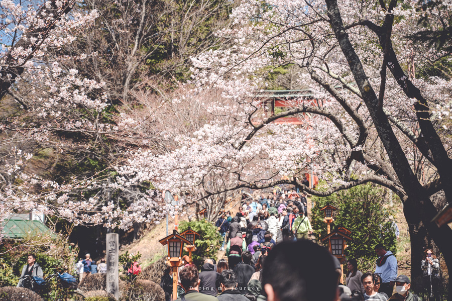 《日本河口湖景點行程推薦》追尋富士山的夢幻景色 自駕玩河口湖二日遊行程攻略、邂逅春天櫻花最浪漫的季節 @我的旅圖中 during my journey