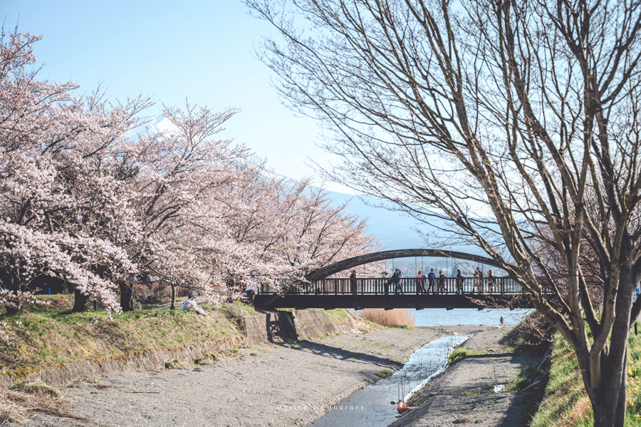 《日本河口湖景點行程推薦》追尋富士山的夢幻景色 自駕玩河口湖二日遊行程攻略、邂逅春天櫻花最浪漫的季節 @我的旅圖中 during my journey