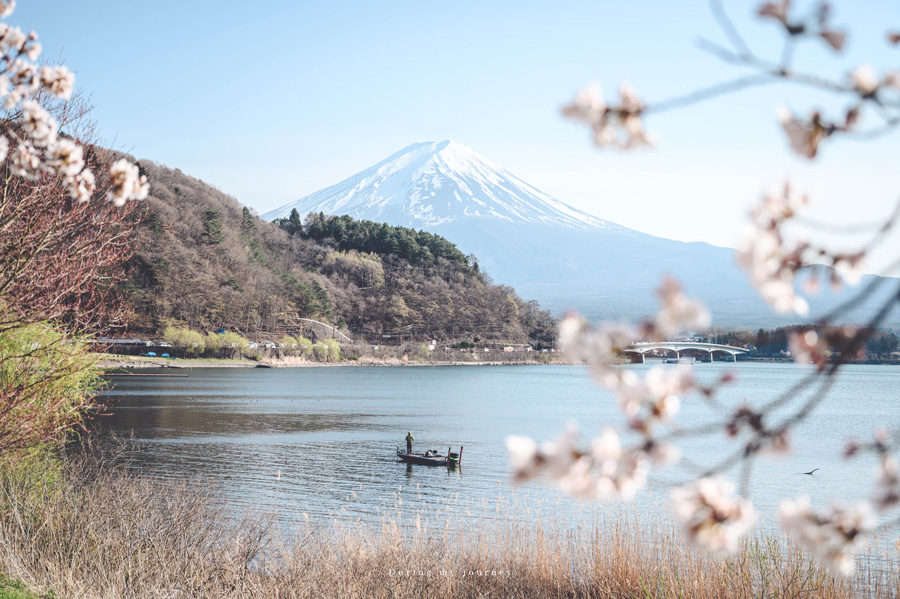 《日本河口湖景點行程推薦》追尋富士山的夢幻景色 自駕玩河口湖二日遊行程攻略、邂逅春天櫻花最浪漫的季節 @我的旅圖中 during my journey