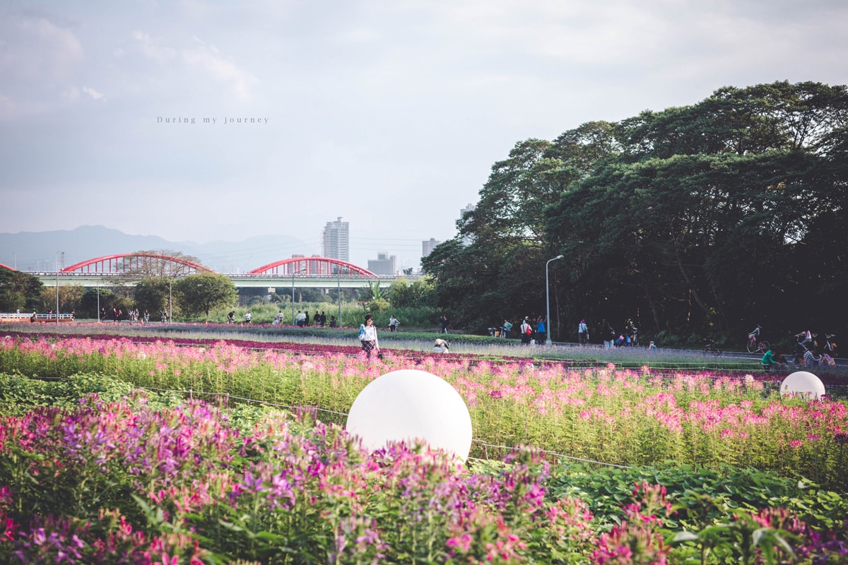 《台北中正》2026古亭河濱公園花海 隱藏於城市中的河濱花園小秘境、季節限定綿延壯觀的繽紛撞色花海