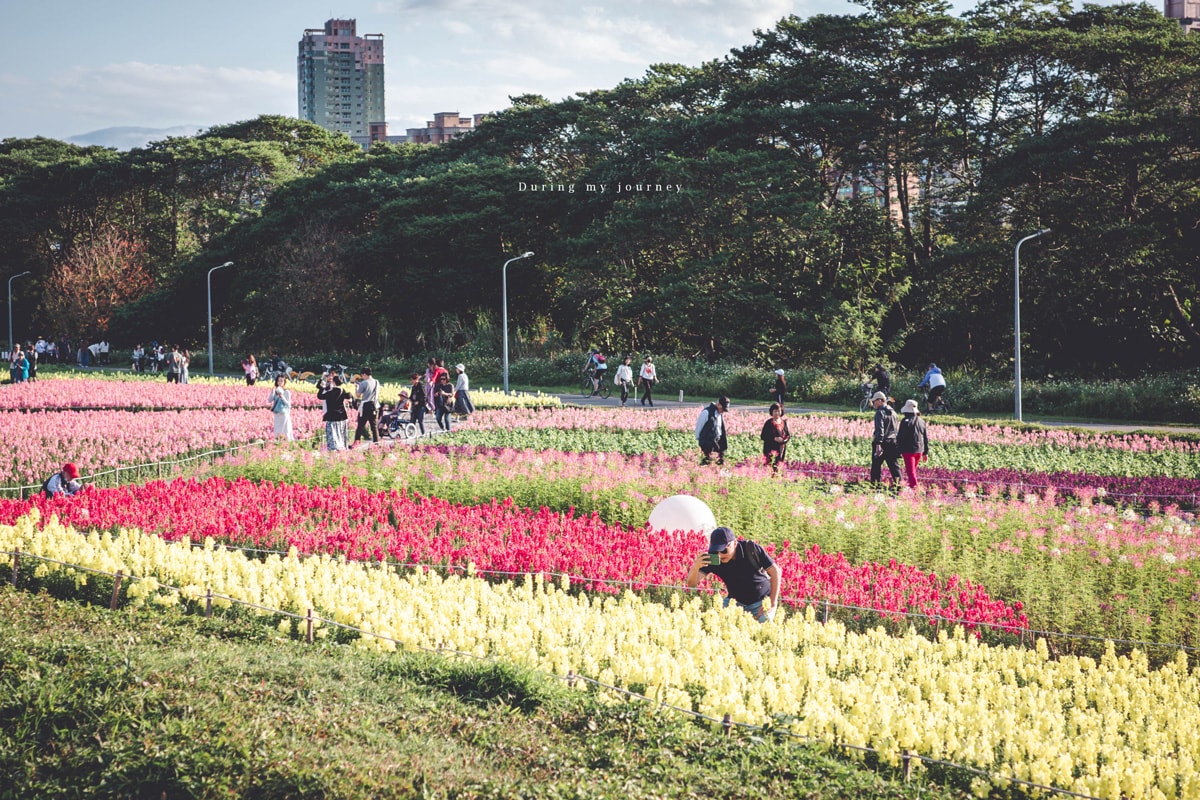 《台北中正》2026古亭河濱公園花海 隱藏於城市中的河濱花園小秘境、季節限定綿延壯觀的繽紛撞色花海