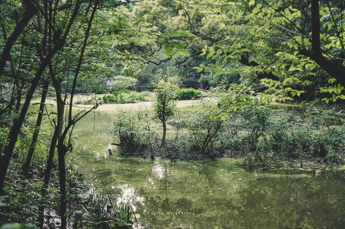 《台北文山》木柵公園萃湖 隱藏在城市裡的熱帶森林、被遺忘的湖畔秘境景點 - 第3張圖 Dsc 3182