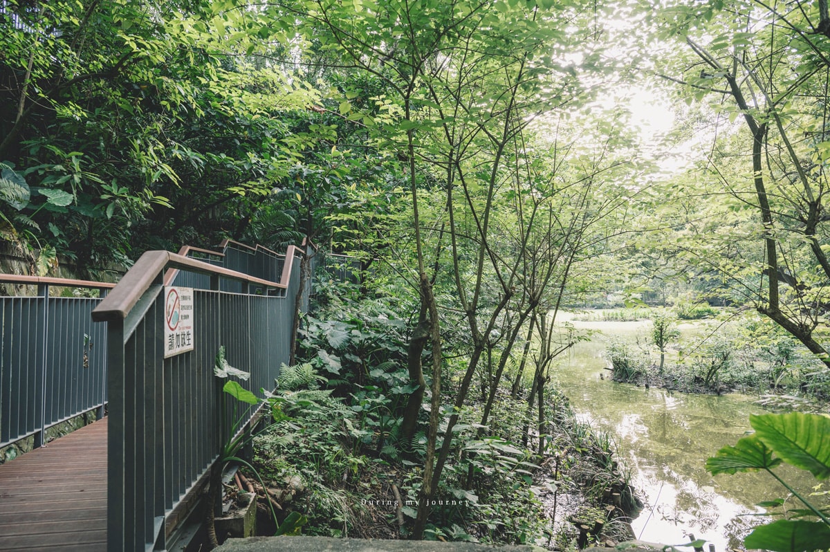 《台北文山》木柵公園萃湖 隱藏在城市裡的熱帶森林、被遺忘的湖畔秘境景點 - 第4張圖 Dsc 3189