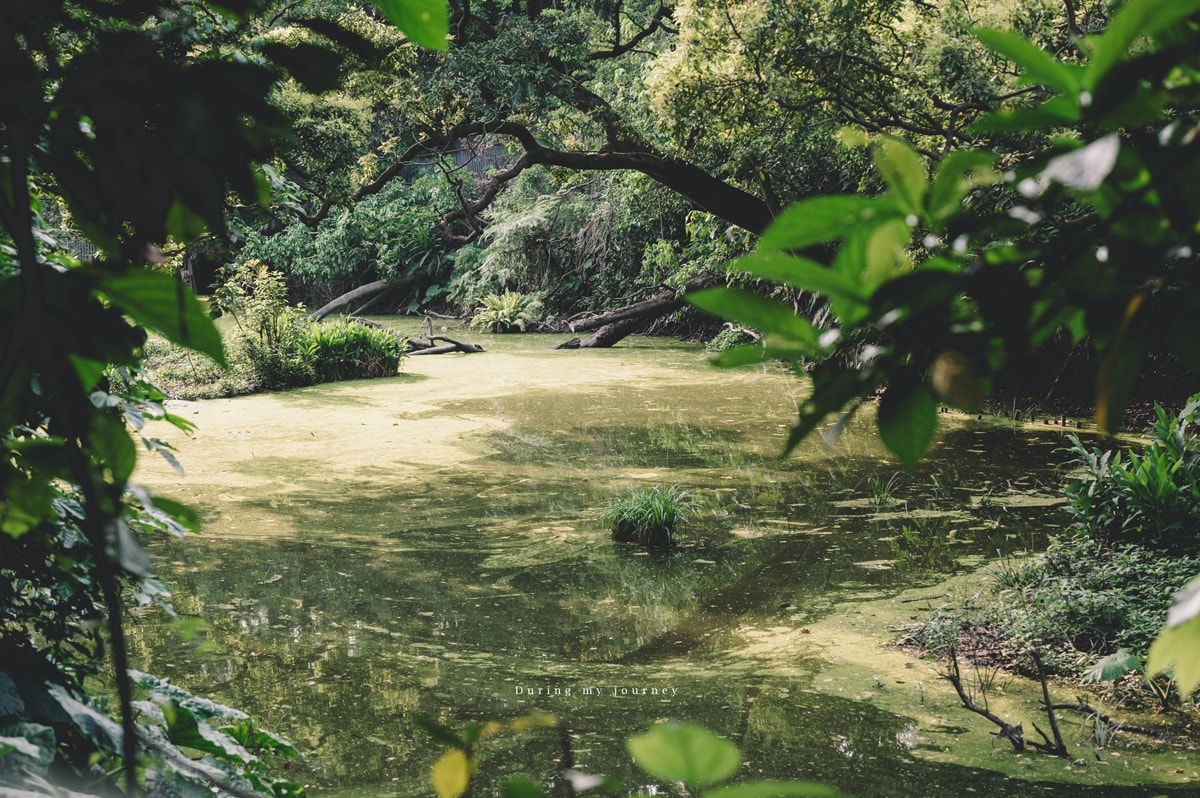 《台北文山》木柵公園萃湖 隱藏在城市裡的熱帶森林、被遺忘的湖畔秘境景點 - 第5張圖 Dsc 3194