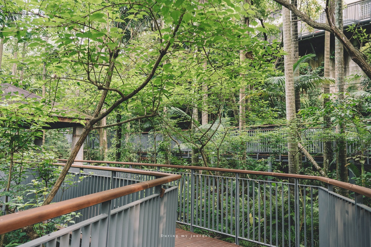 《台北文山》木柵公園萃湖 隱藏在城市裡的熱帶森林、被遺忘的湖畔秘境景點 - 第13張圖 Dsc 3231