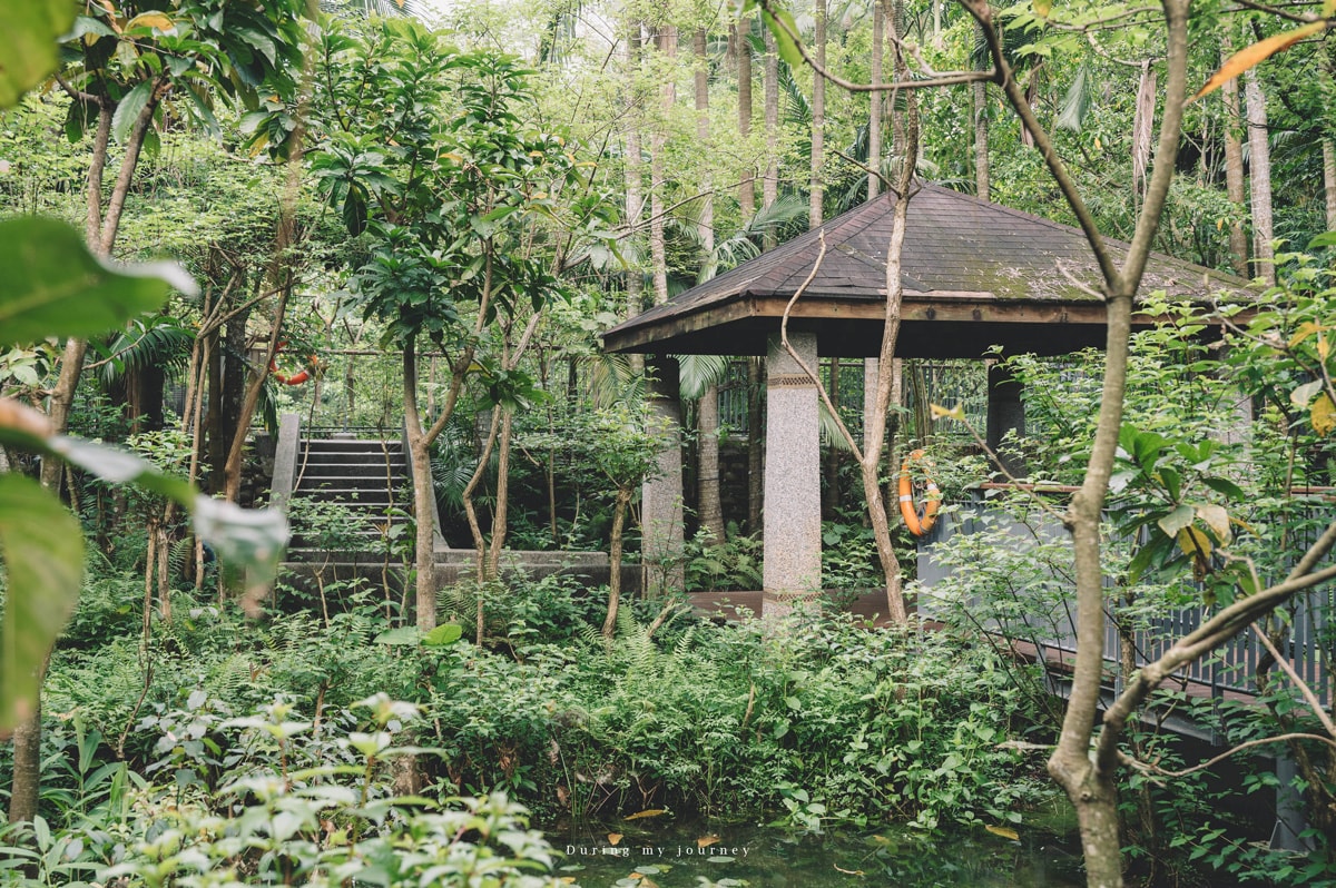 《台北文山》木柵公園萃湖 隱藏在城市裡的熱帶森林、被遺忘的湖畔秘境景點 - 第14張圖 Dsc 3236