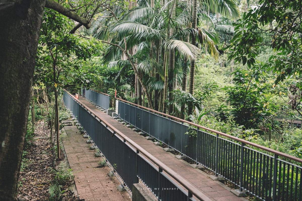 《台北文山》木柵公園萃湖 隱藏在城市裡的熱帶森林、被遺忘的湖畔秘境景點 - 第16張圖 Dsc 3246