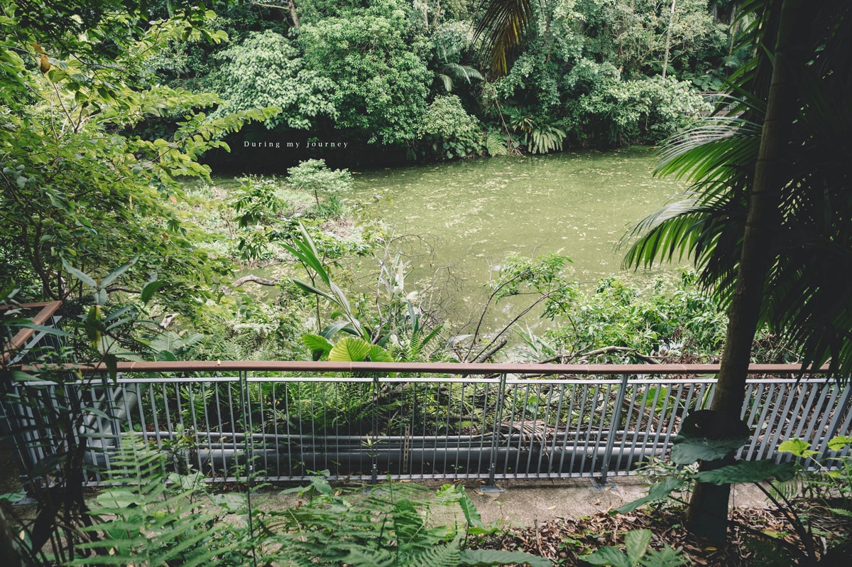 《台北文山》木柵公園萃湖 隱藏在城市裡的熱帶森林、被遺忘的湖畔秘境景點 - 第17張圖 Dsc 3248