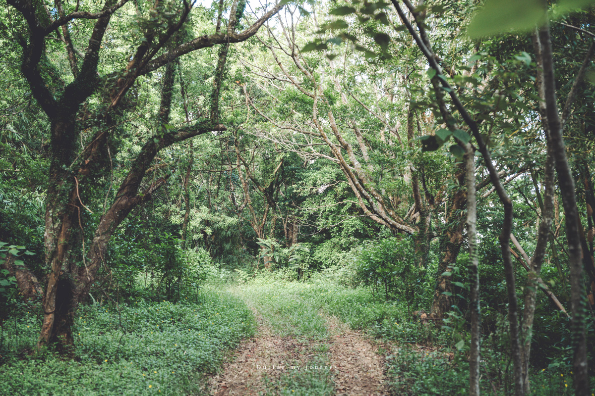 《台東兩天一夜景點行程》2025南迴藝術季 太平洋旁沒有門票和圍牆的美術館、走進台東最自由的地景藝術展 - 第34張圖 Dsc 8884
