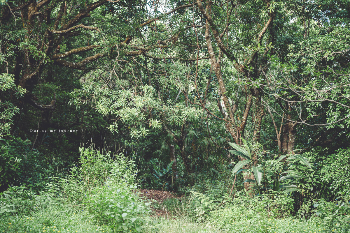 《台東兩天一夜景點行程》2025南迴藝術季 太平洋旁沒有門票和圍牆的美術館、走進台東最自由的地景藝術展 - 第32張圖 Dsc 8885