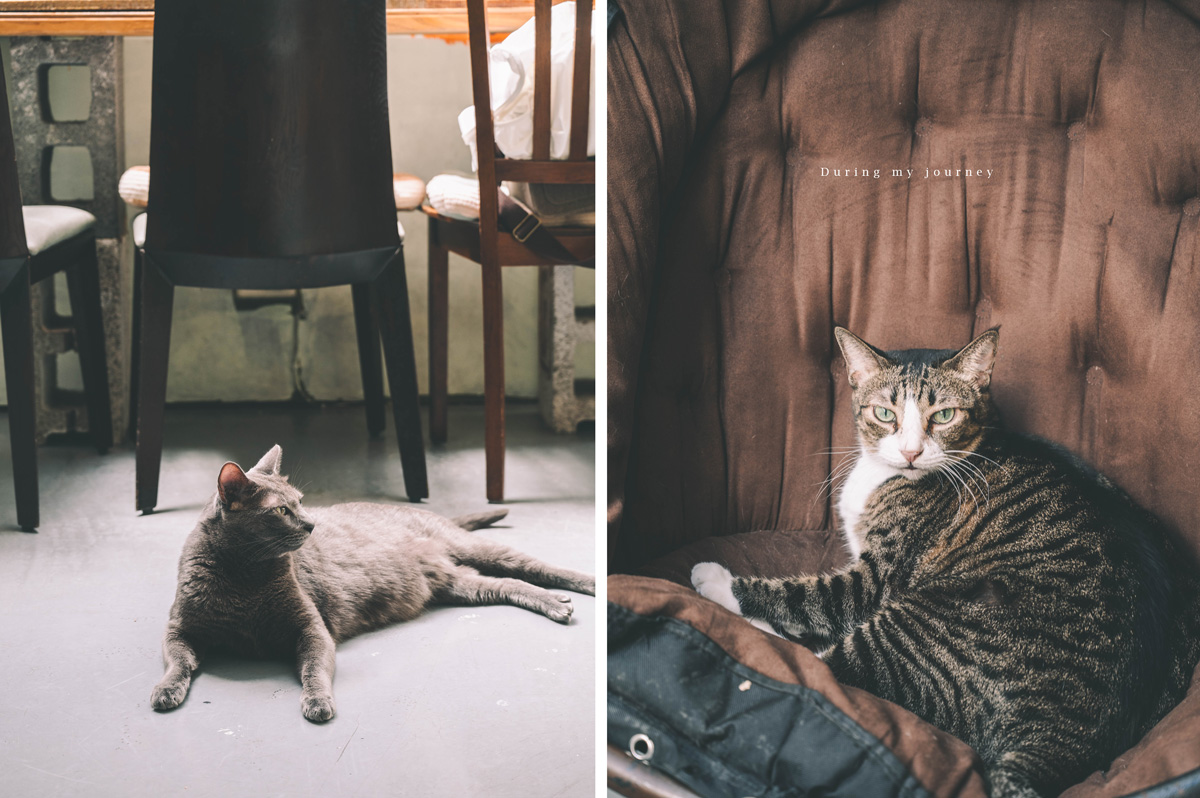 《新北永和》Mr. Chu啾・咖啡食堂 頂溪巷弄裡的老宅貓咪咖啡廳、永和不限時秘密基地 - 第10張圖 03