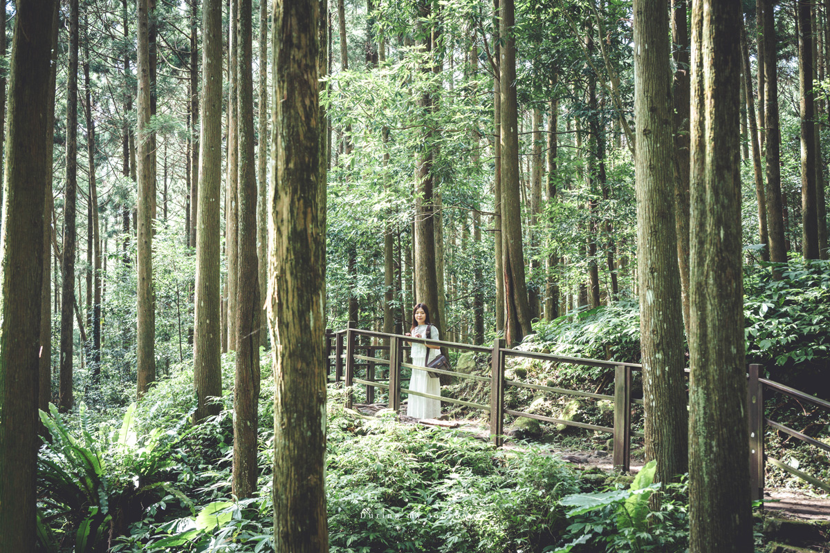 《新竹關西》馬武督探索森林 闖進童話故事裡的綠光森林、漫步森林浴的瀑布步道 - 第11張圖 Dsc 2731