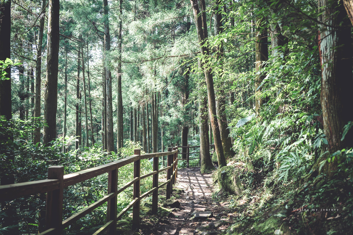 《新竹關西》馬武督探索森林 闖進童話故事裡的綠光森林、漫步森林浴的瀑布步道 - 第12張圖 Dsc 2746