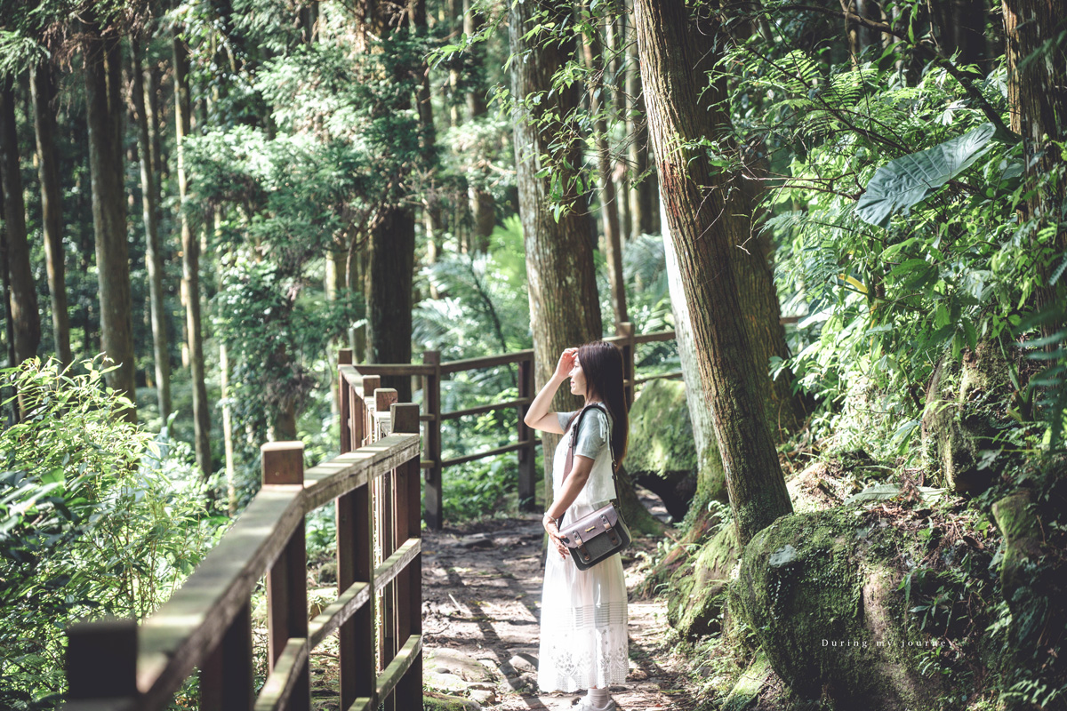 《新竹關西》馬武督探索森林 闖進童話故事裡的綠光森林、漫步森林浴的瀑布步道 - 第14張圖 Dsc 2758