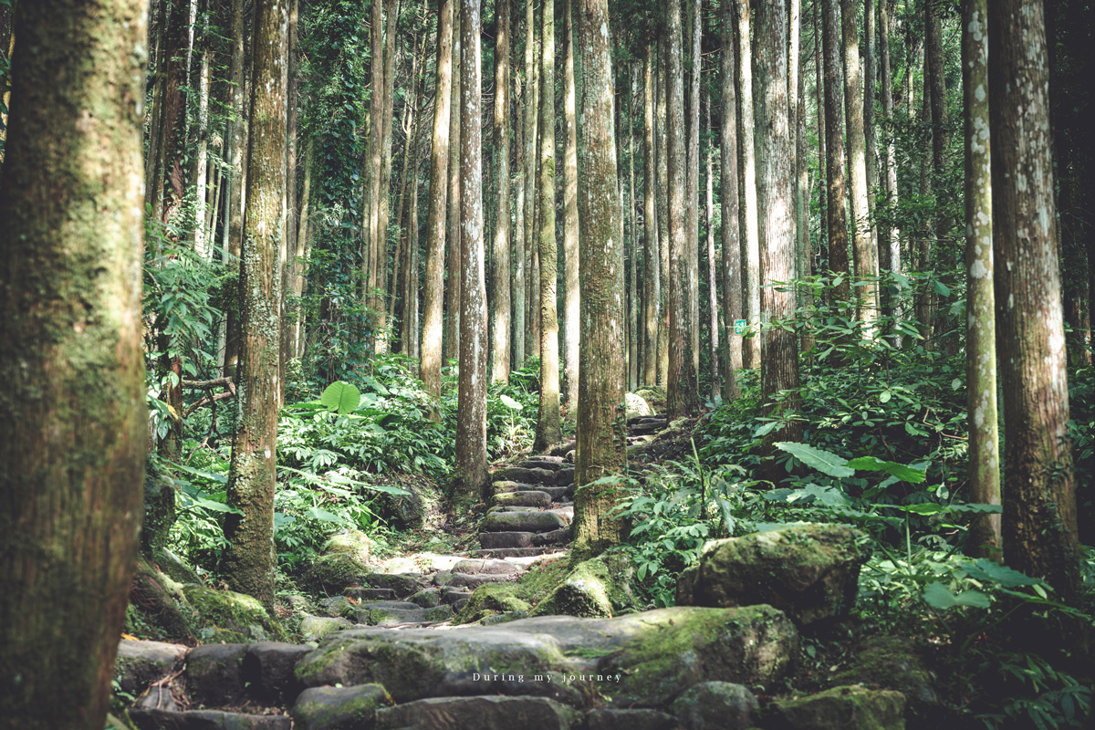 《新竹關西》馬武督探索森林 闖進童話故事裡的綠光森林、漫步森林浴的瀑布步道 - 第15張圖 Dsc 2778