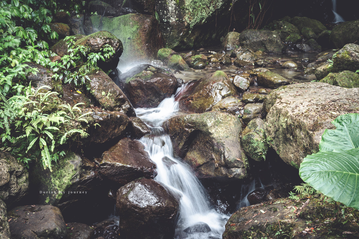 《新竹關西》馬武督探索森林 闖進童話故事裡的綠光森林、漫步森林浴的瀑布步道 - 第17張圖 Dsc 2805