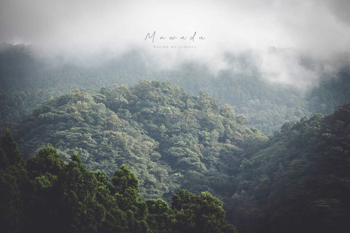 《新竹關西》馬武督探索森林 闖進童話故事裡的綠光森林、漫步森林浴的瀑布步道 - 第20張圖 Dsc 2944