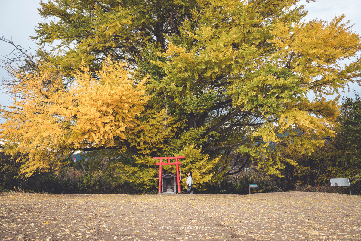《日本福島景點行程推薦》一次收藏福島私房路線！ 紅葉季秘境神社、吉利蛋公園與深刻的311地震遺址