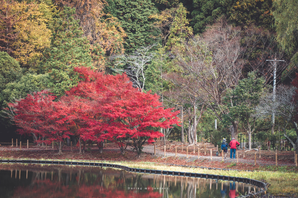 《日本福島景點行程推薦》福島私房景點一次收錄！騎單車到海上鳥居、走進紅葉秘境與海藍寶石水族館