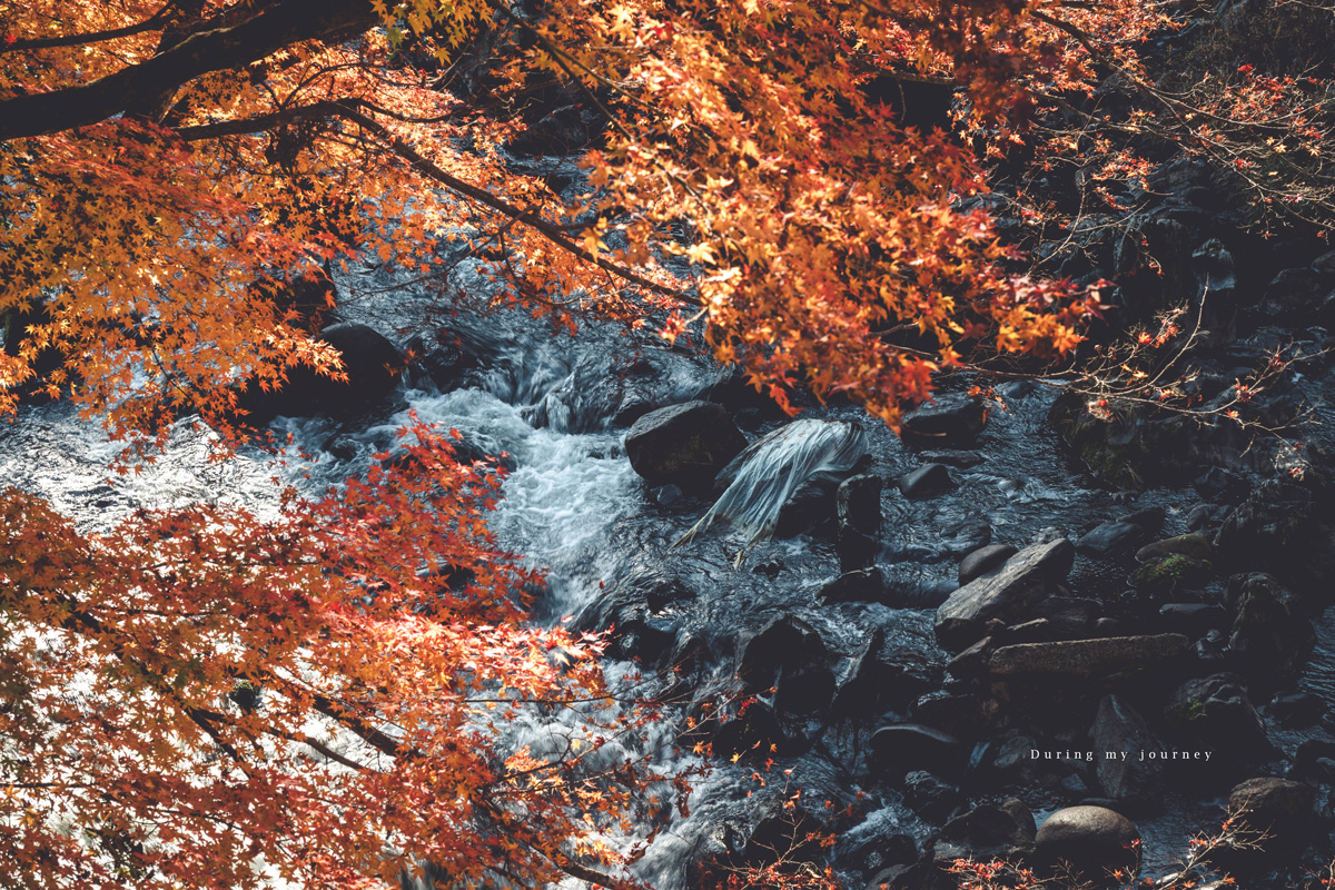 《日本福島景點行程推薦》福島私房景點一次收錄！騎單車到海上鳥居、走進紅葉秘境與海藍寶石水族館