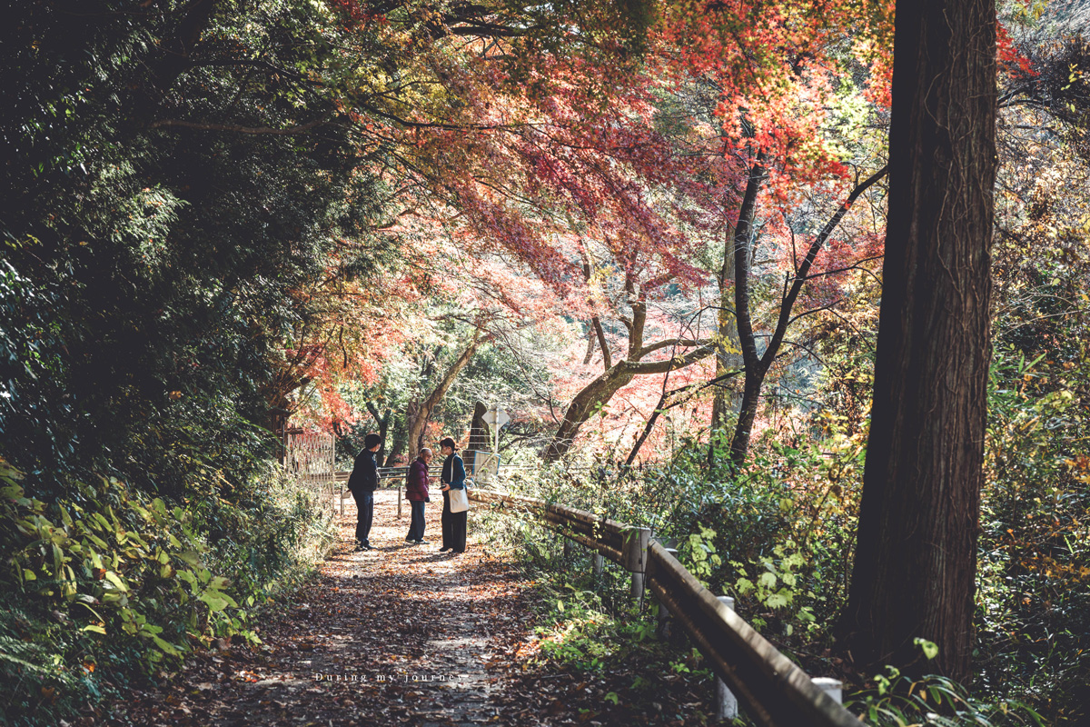 《日本福島景點行程推薦》福島私房景點一次收錄！騎單車到海上鳥居、走進紅葉秘境與海藍寶石水族館