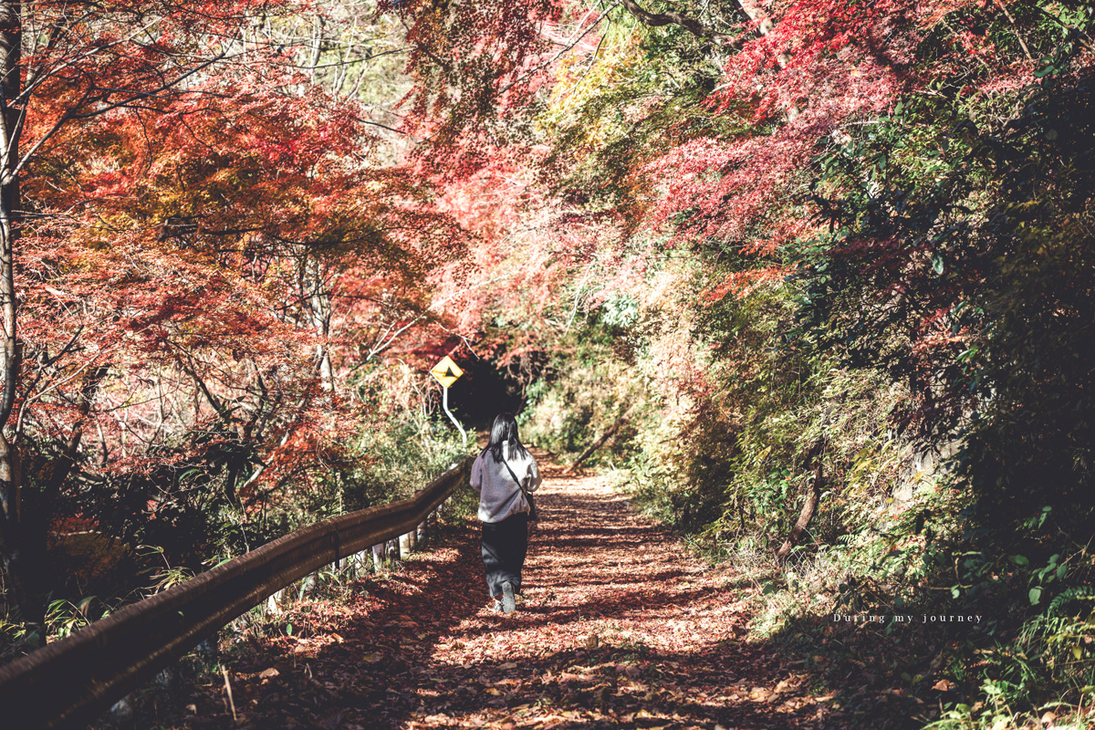 《日本福島景點行程推薦》福島私房景點一次收錄！騎單車到海上鳥居、走進紅葉秘境與海藍寶石水族館