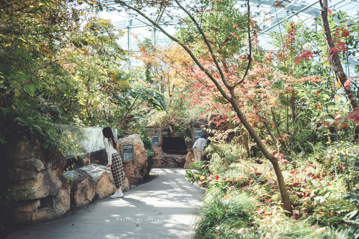 《日本福島景點行程推薦》福島私房景點一次收錄！騎單車到海上鳥居、走進紅葉秘境與海藍寶石水族館
