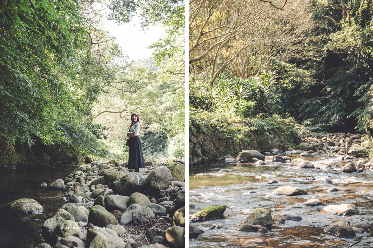 《台北士林》陽明山永公路500巷 陽明山冬季限定落羽松秘境、美得像走進明信片風景