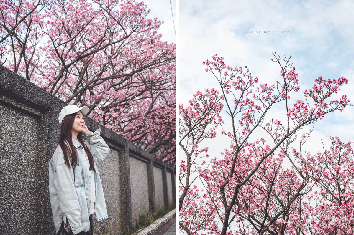 《台北士林》陽明山平菁街42巷 走進初春最浪漫的粉色山景、陽明山必訪櫻花景點｜附交通停車資訊