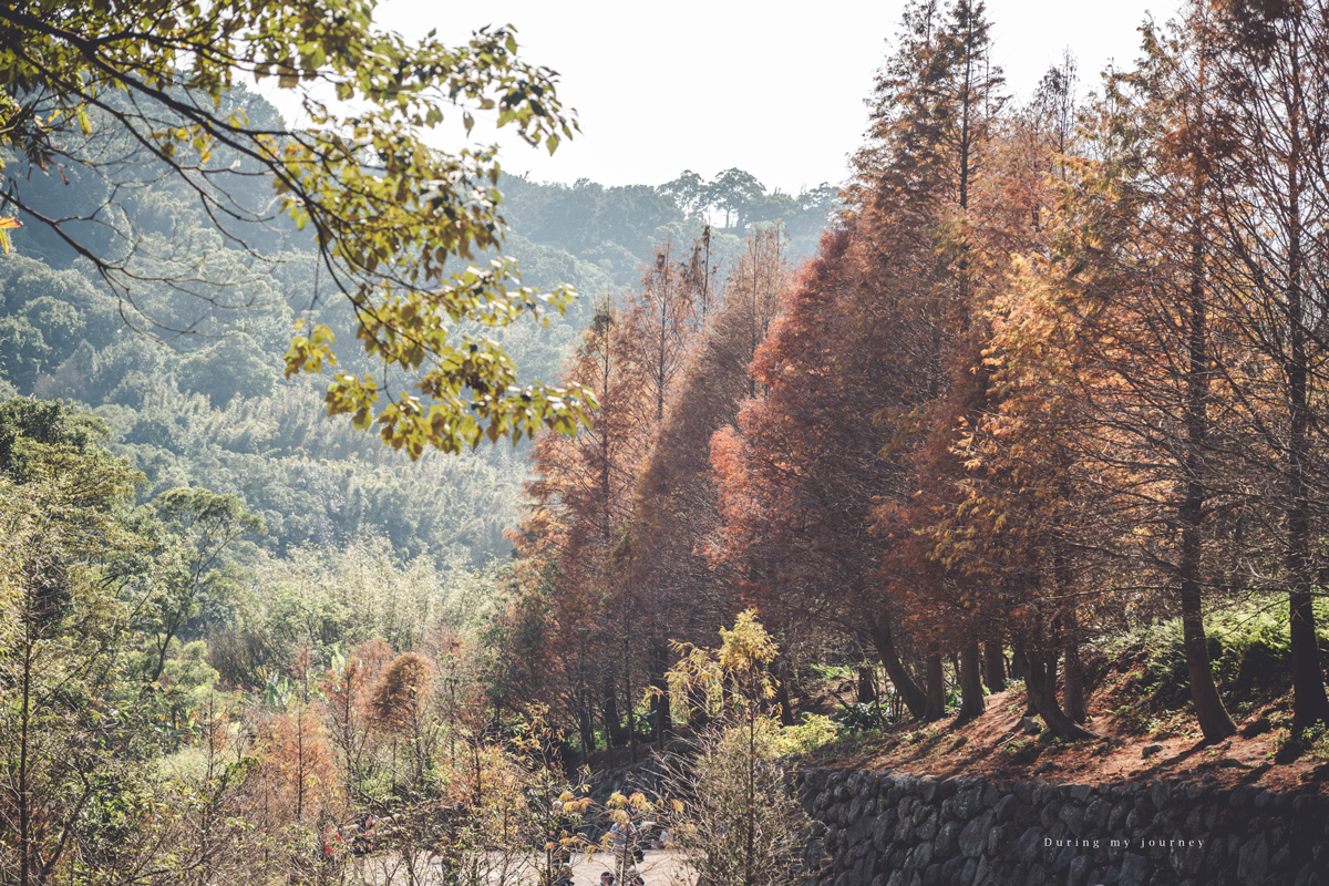 《台北士林》陽明山永公路500巷 陽明山冬季限定落羽松秘境、美得像走進明信片風景