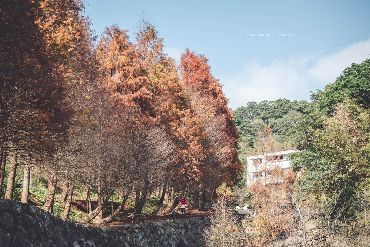 《台北士林》陽明山永公路500巷 陽明山冬季限定落羽松秘境、美得像走進明信片風景